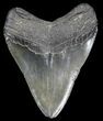 Serrated Fossil Megalodon Tooth - South Carolina #31055-2